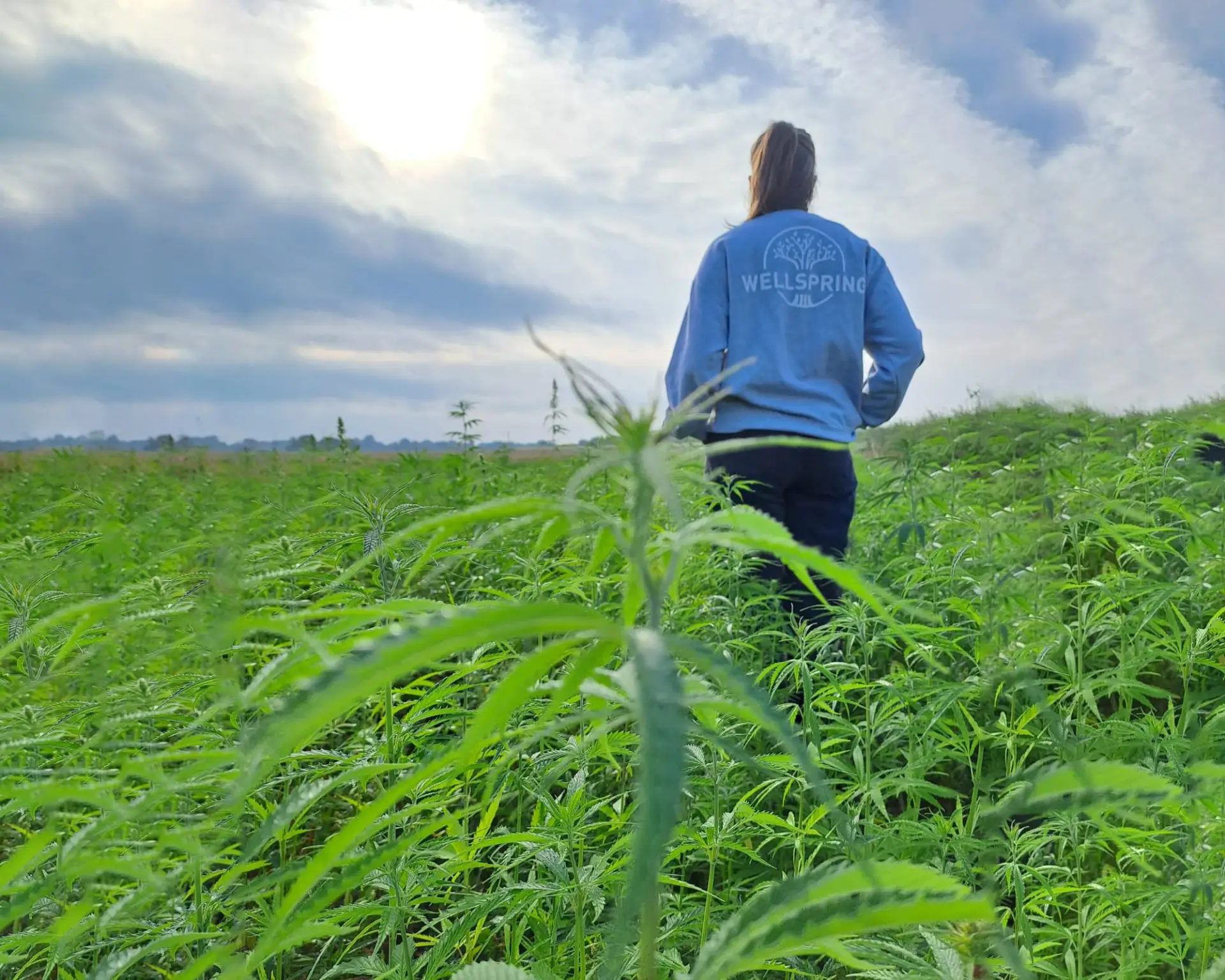 Walking through Wellspring's hemp crop in West Wales
